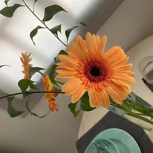 https://apartamentos-eva-y-lola-valle-gran-rey.in-canary-islands.com
